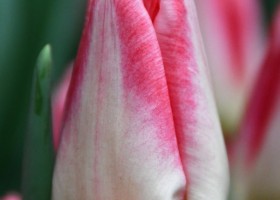 Tulipa Pulitzer (3)